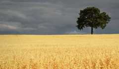 Oak and Barley