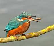 Kingfisher rotating a fish 1