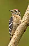 Lesser Spotted Woodpecker  1