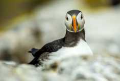 Puffin perfect