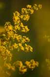 Wood Stitchwort