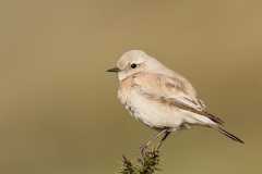 Desert-Wheatear