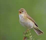 Willow Warbler 1