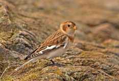 Snow Bunting.1