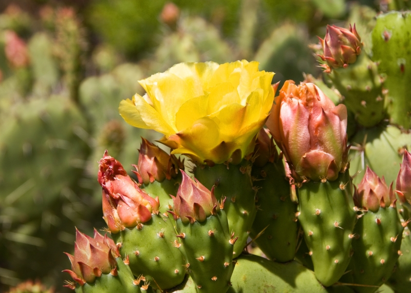 Cactus flowers sat larger