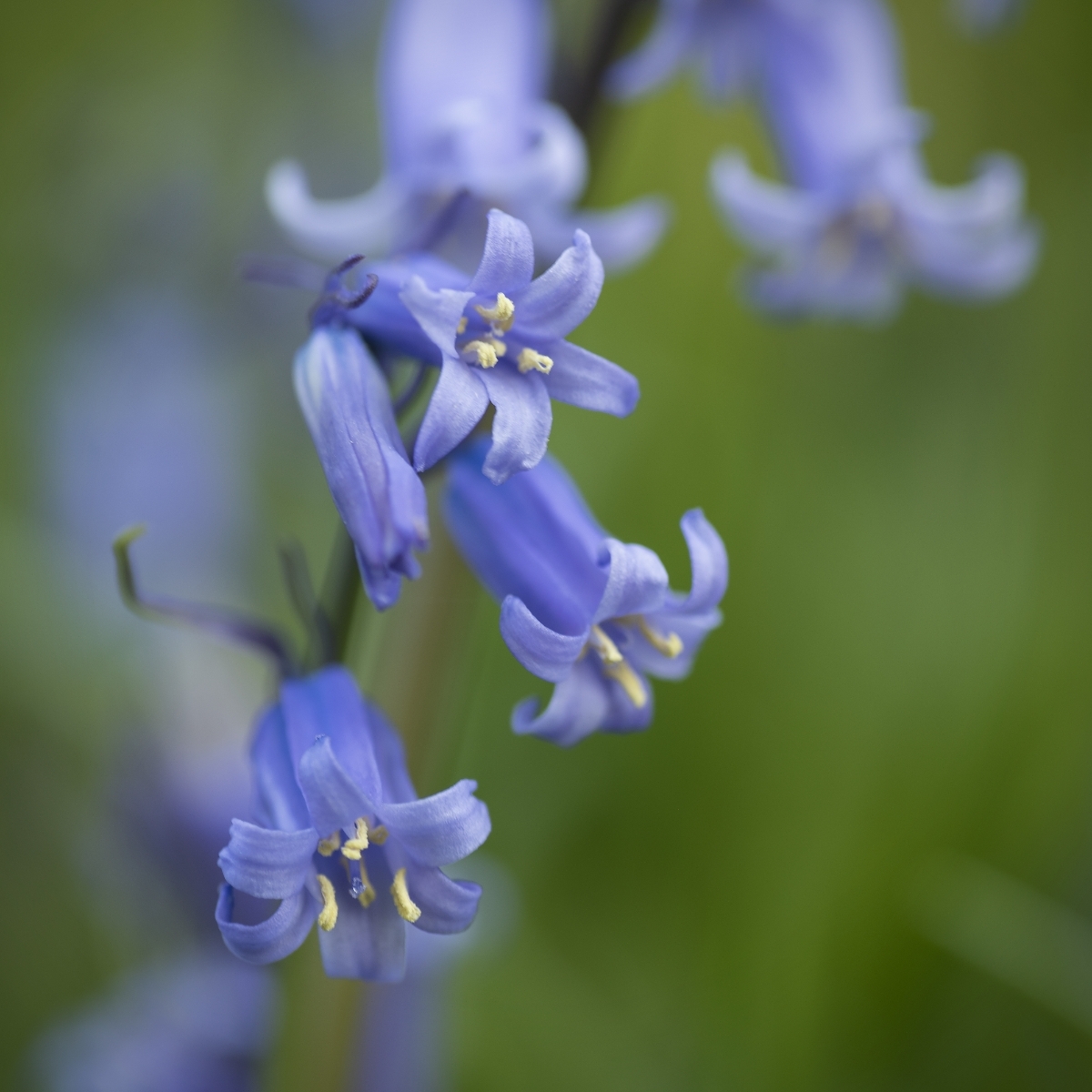 006 Bluebells,Matthew Day
