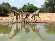 037 Time For A Drink
