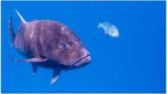 038 A Travally And Two Red Bass