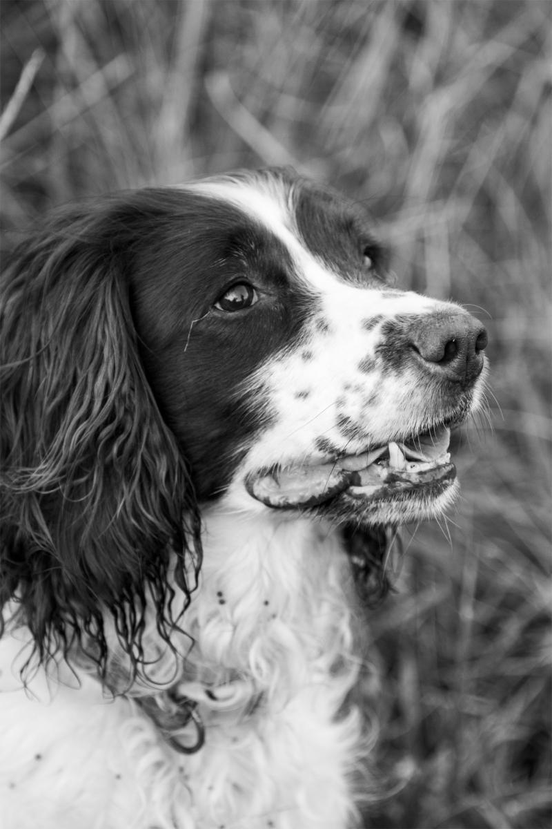 012 Daisy